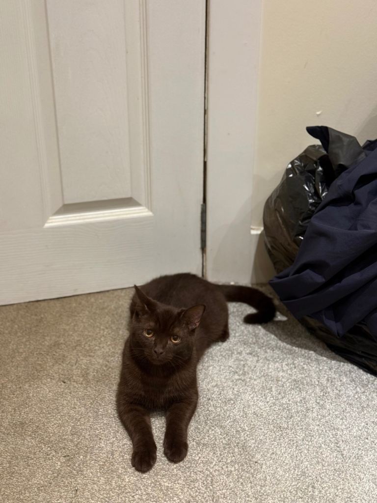 Chocolate British Shorthair for rehoming