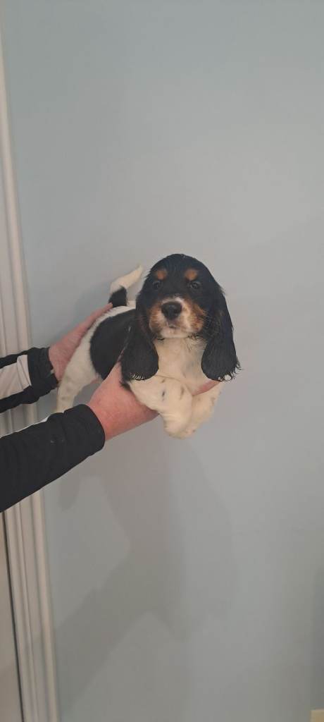 Show Type Cocker Spaniel Puppies
