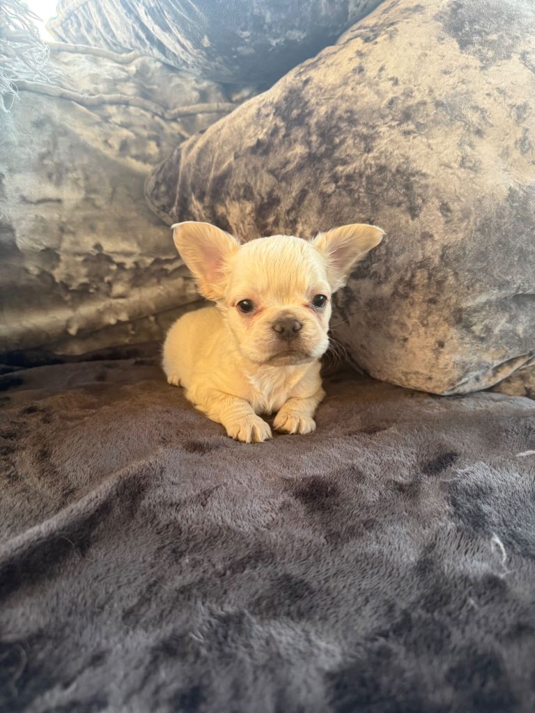 French bulldog puppies