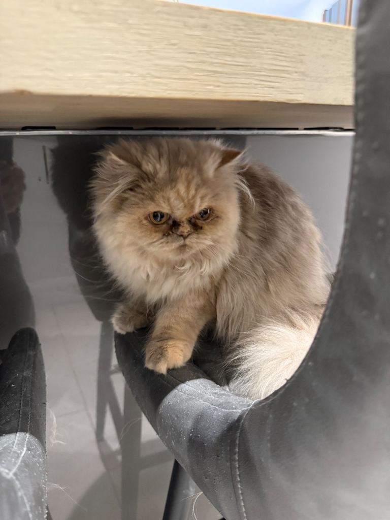 Beautiful Persian Longhair Female – Vaccinated