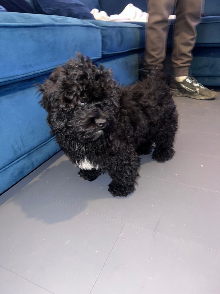 Beautiful imperial shihpoo