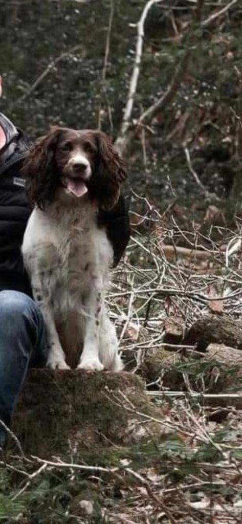 Beautiful springer spaniel pups 
