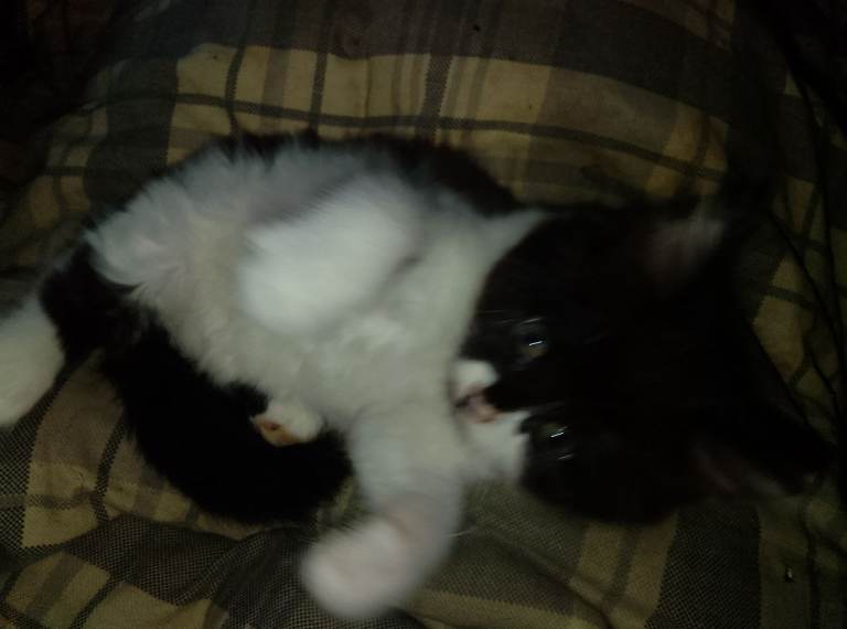 Kittens 