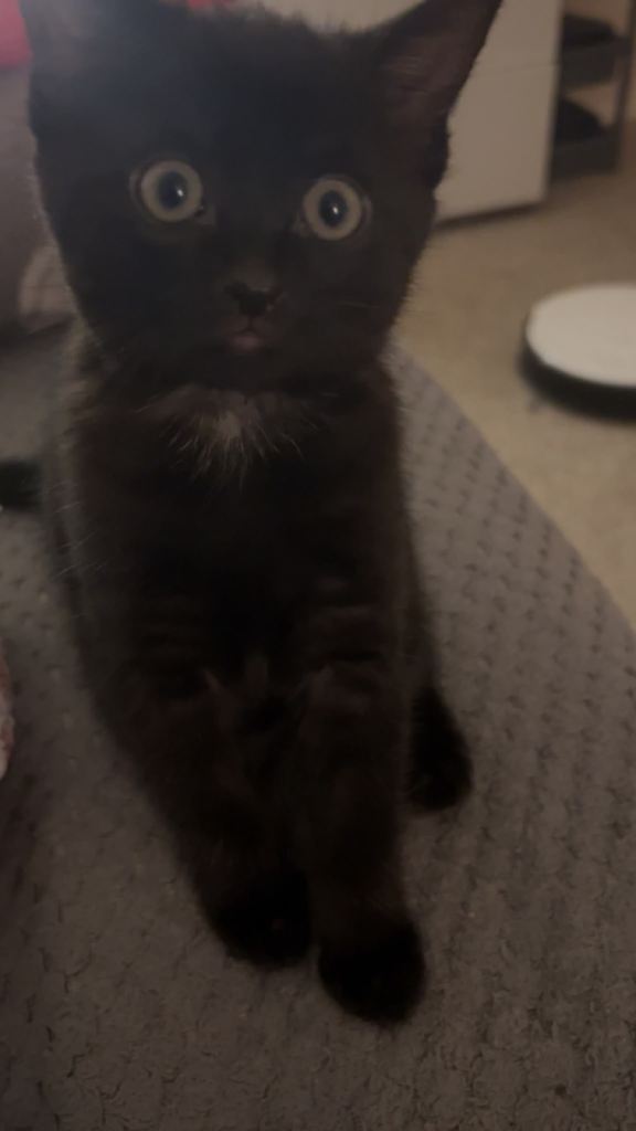Black Domestic Short Hair