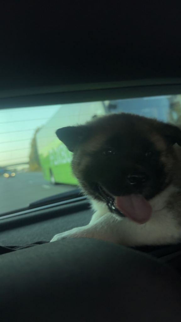 American Akita 