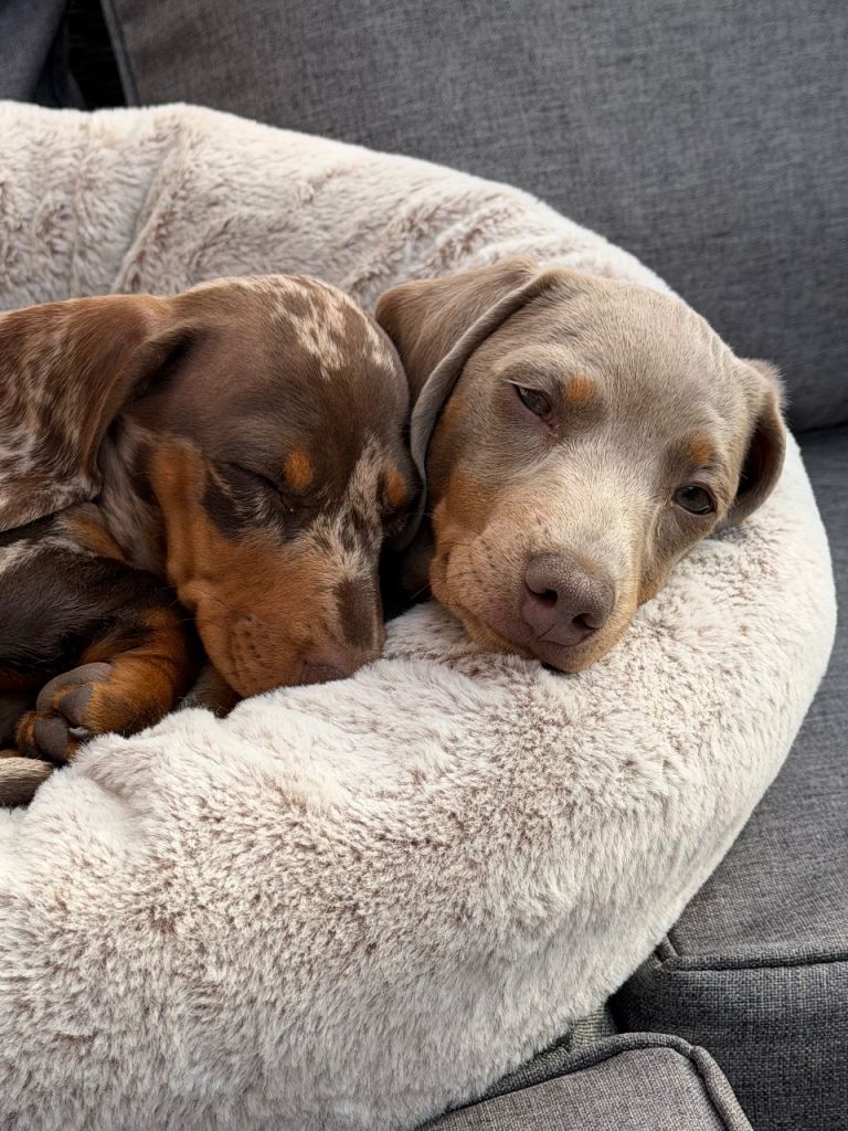 16 week old miniature dachshunds 