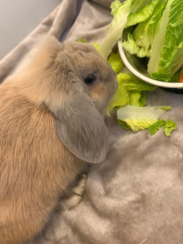 Mini lop