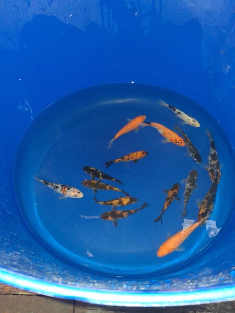 koi carp for sale