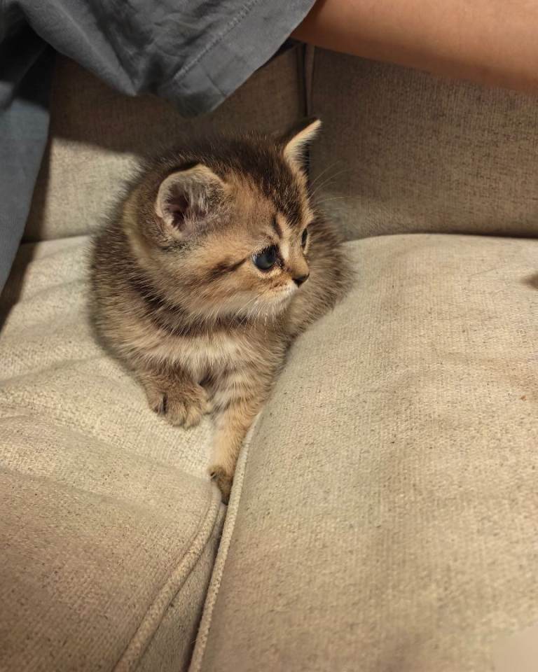 Pure British short hair kitten 