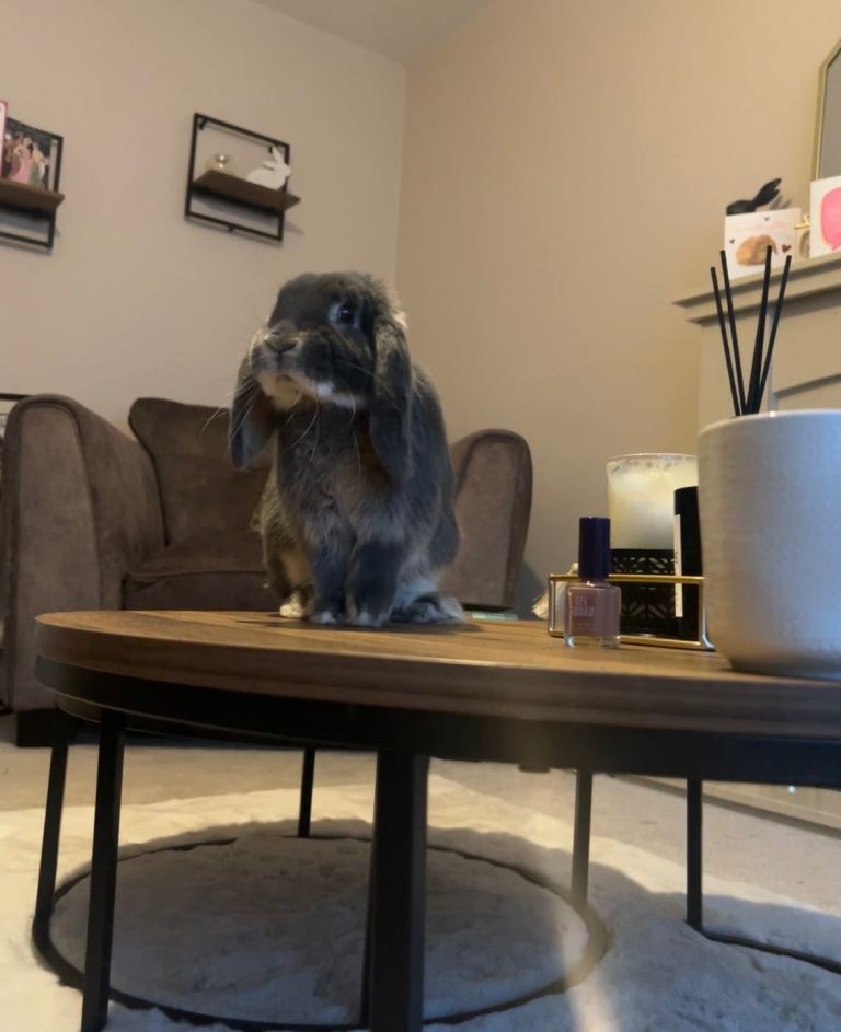 House rabbit (Buck)