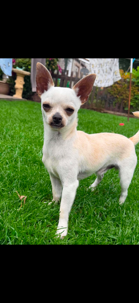 Tea cup chihuahua 
