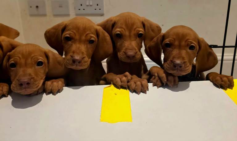 Beautiful Hungarian Vizsla Puppies Looking for Their Forever Homes! 