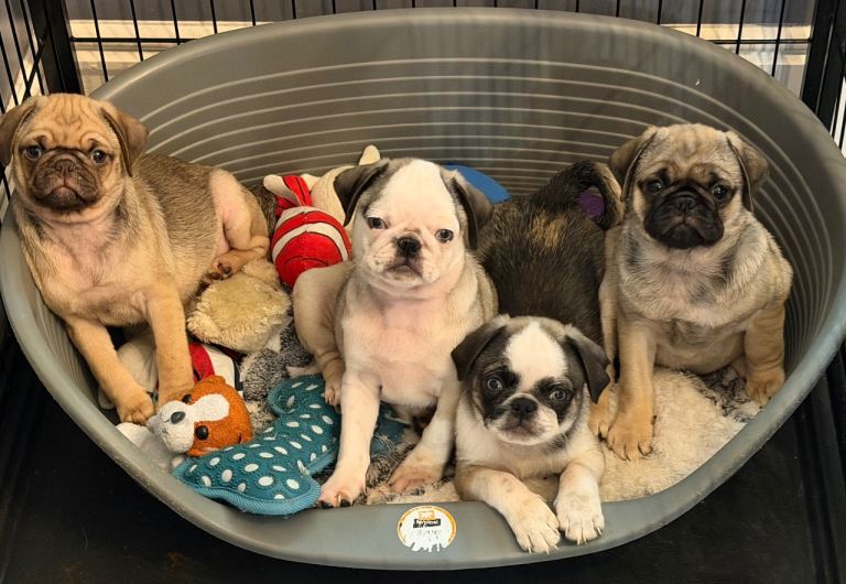 Adorable Pug Puppies Looking for Their Forever Homes