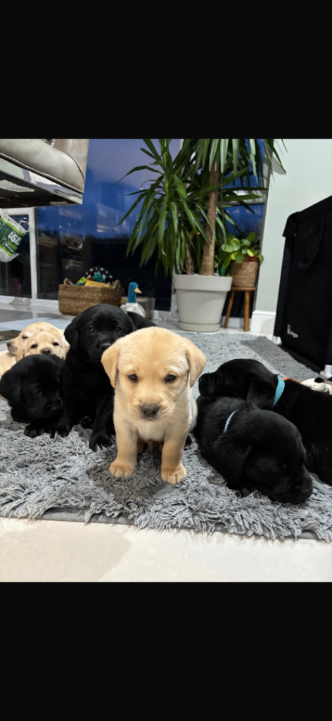 Labrador Puppies