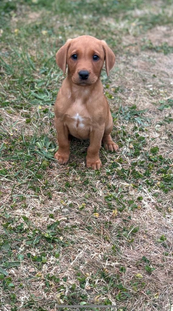 Labrador puppies for sale 