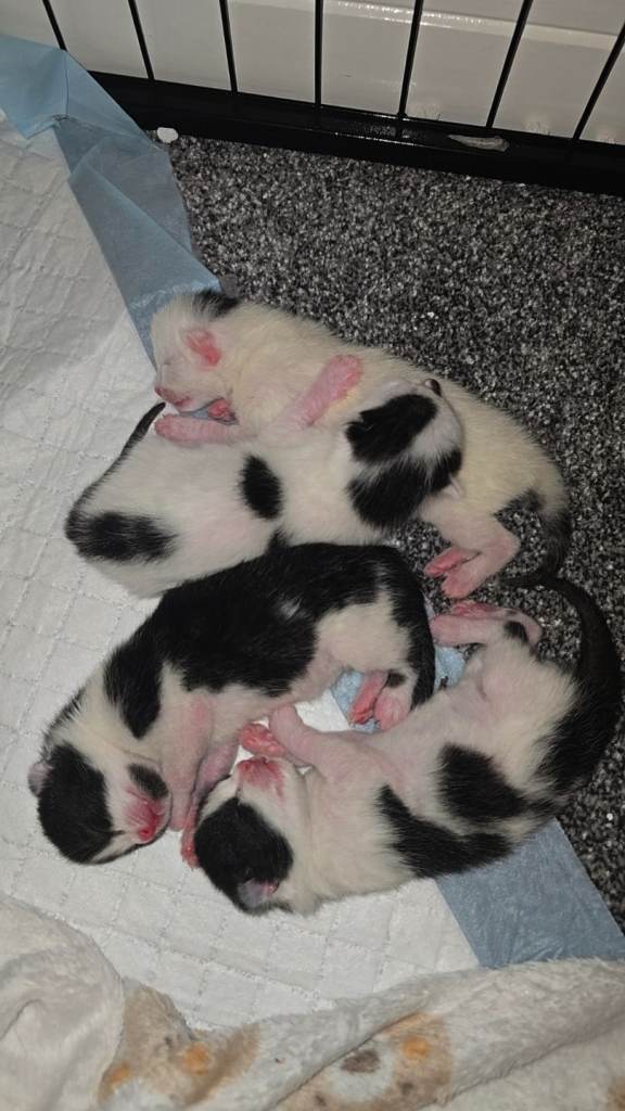 Tuxedo kittens (3 male ~ 1 female)