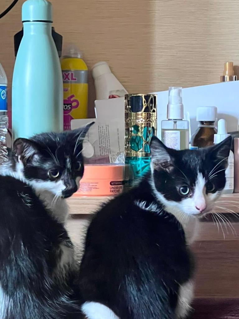 Kitten Cat