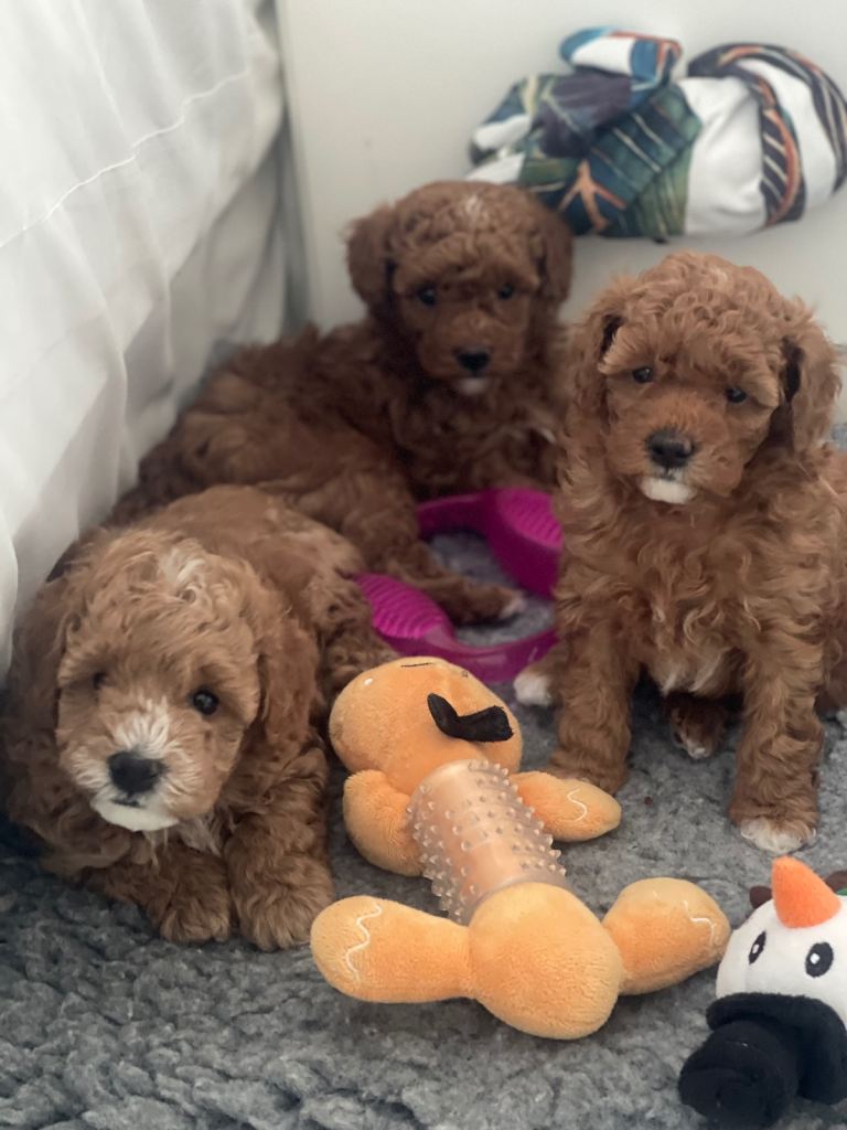 Puppies for sale toy poodle