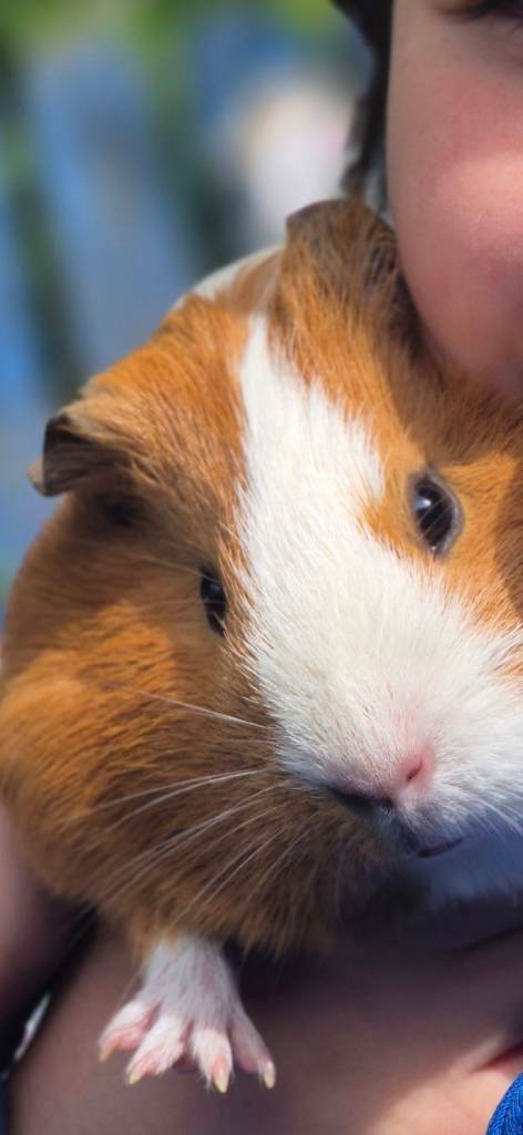 Guinea pigs