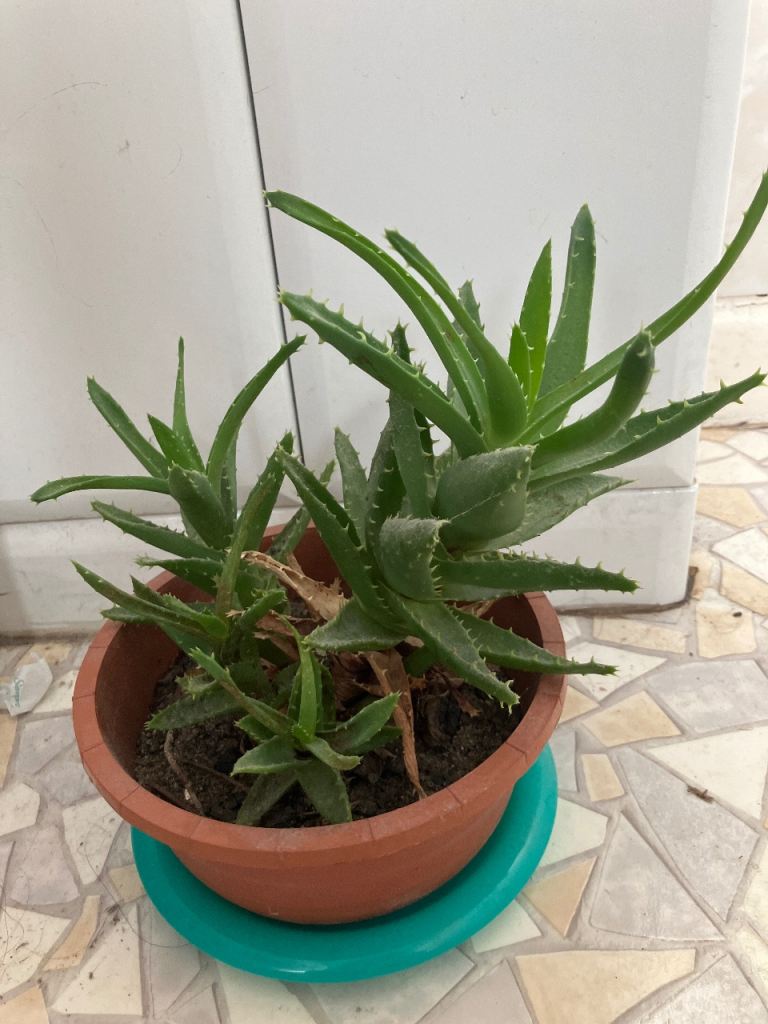 Healthy Aloe Vera Plant in Terracotta-Style Pot