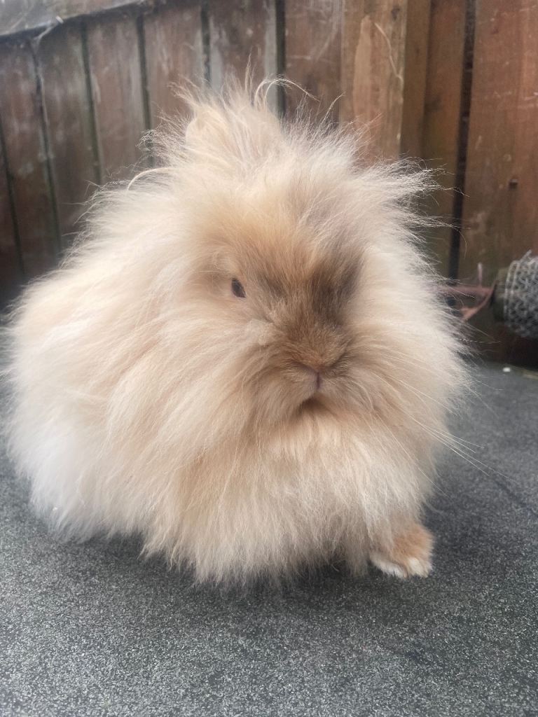 Lionheads