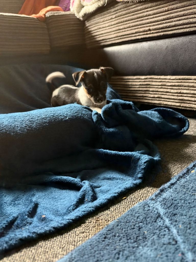Jack Russell Puppies For Sale 