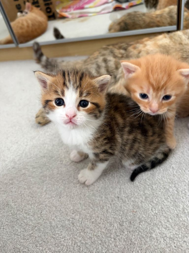Beautiful Mixed-Coloured Kittens – Ready 28 June 2026 – Good Homes Only