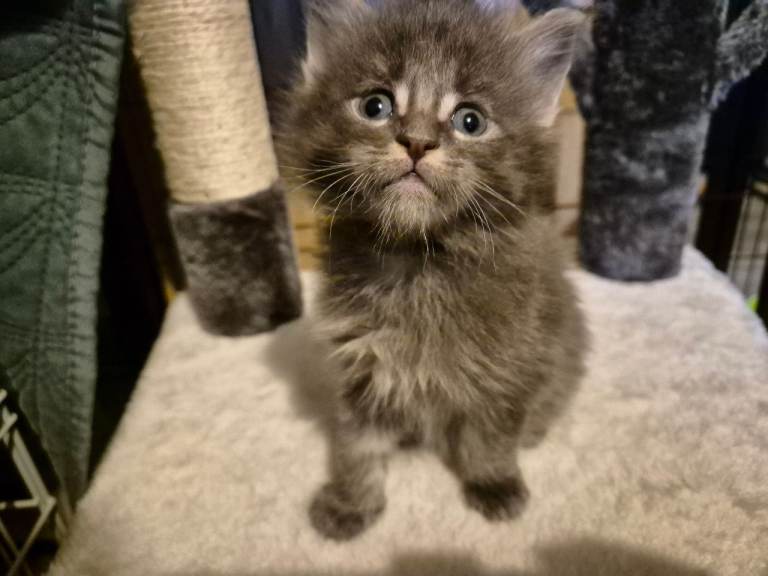 Stunning Maine Coon Kittens for Sale – Ready for Their Forever Homes
