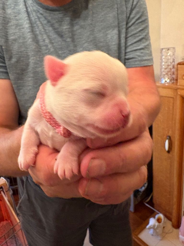 Chihuahua puppies for sale x 2 