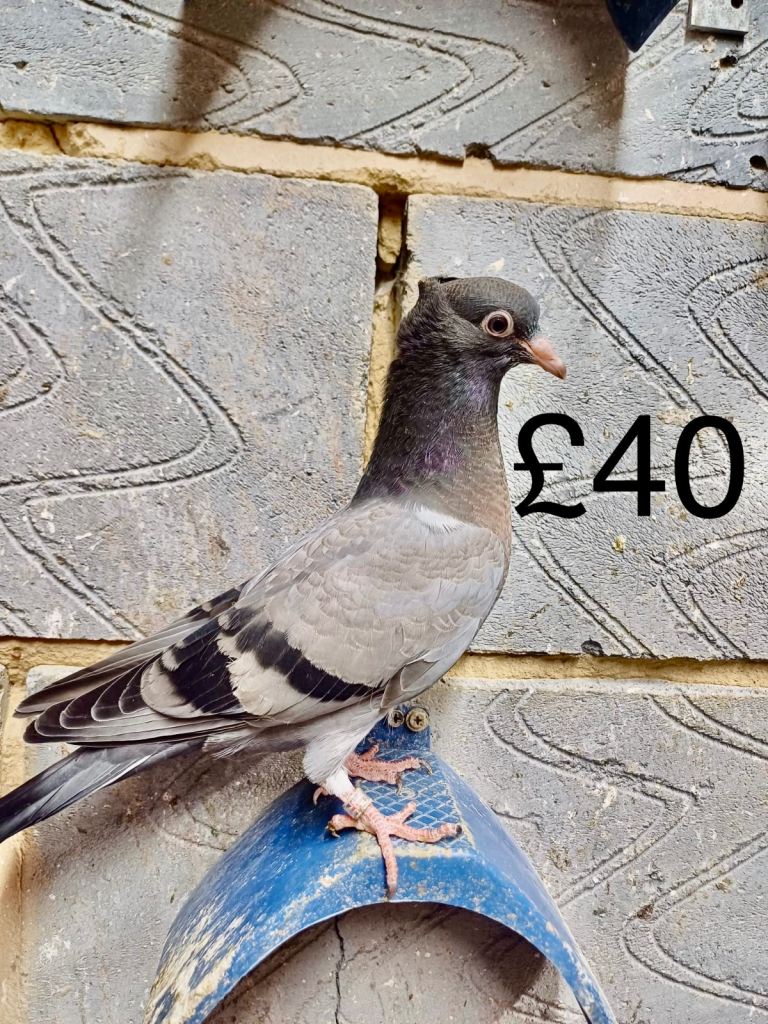 Pigeons 