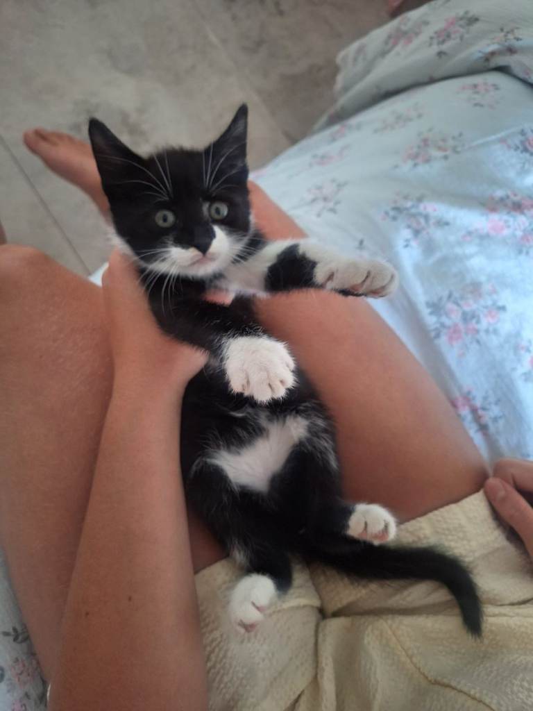 Kittens for sale 