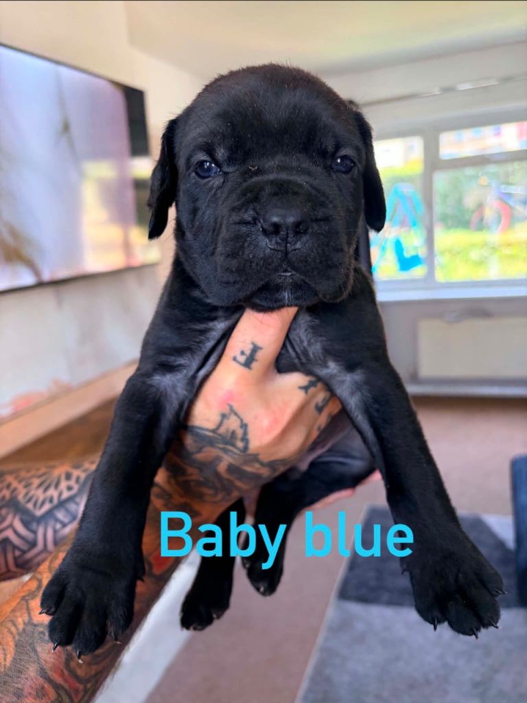 Cane corso x North American mastiff 