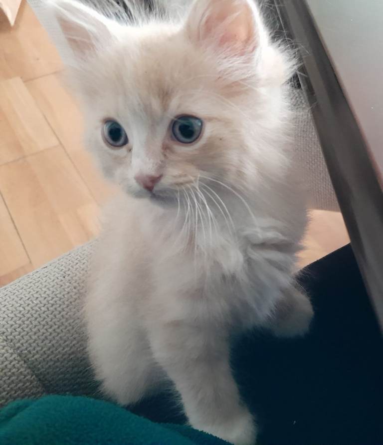 Ragdoll kittens 