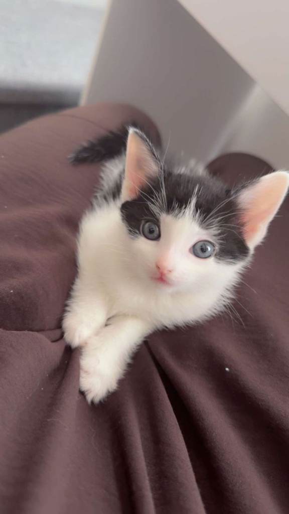 Black and white kitten for sale