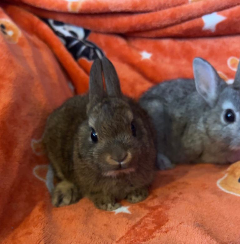 Netherland dwarf and dwarf lop babies