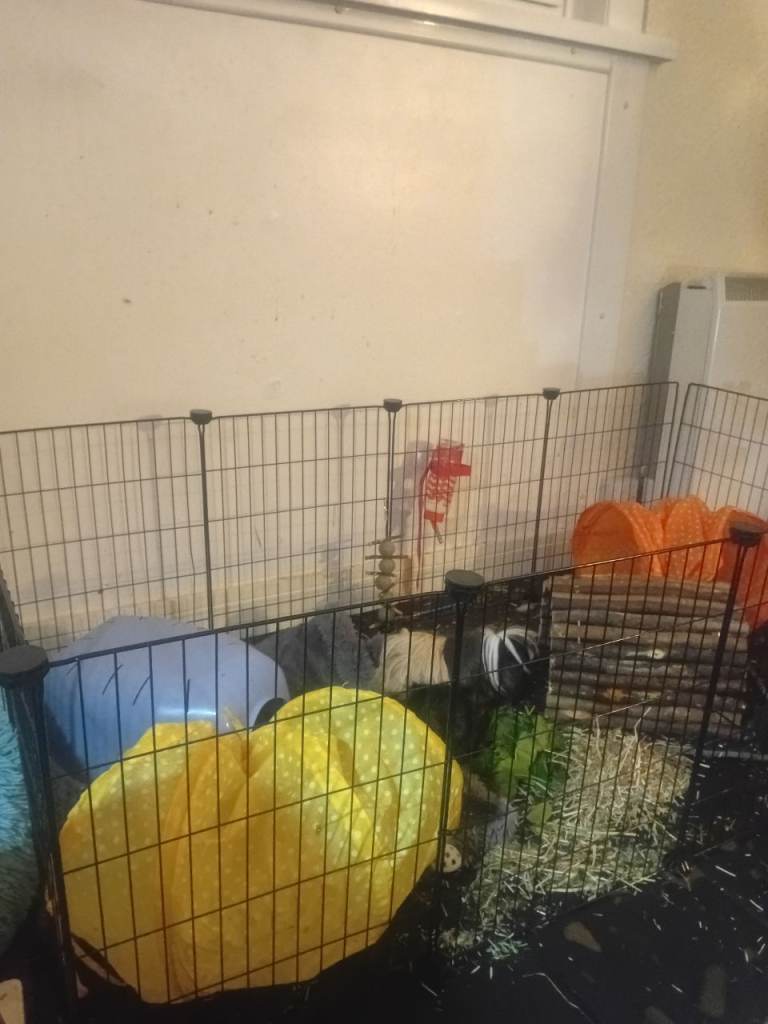 Large Guinea pigs Complete Set
