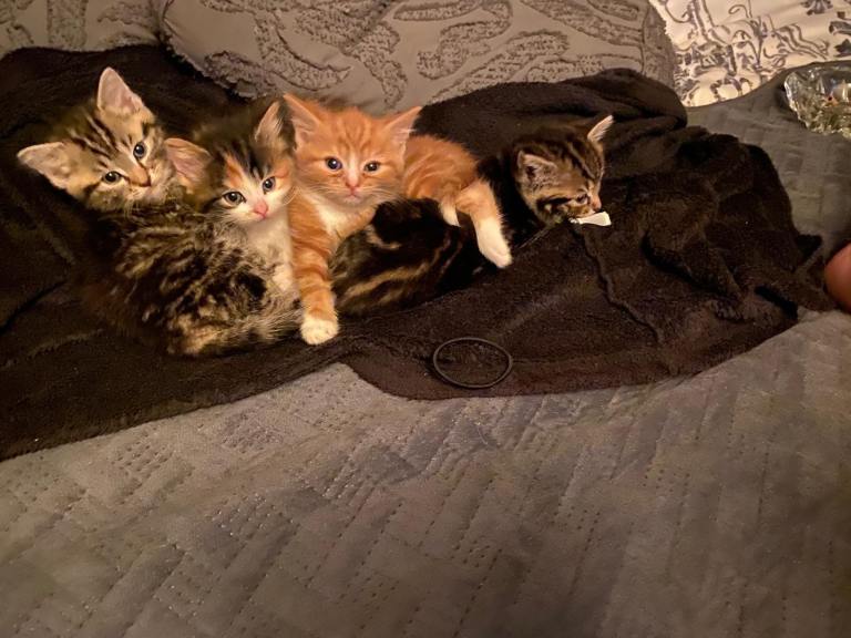 Kittens for sale