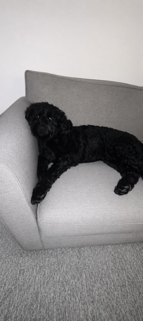 Labradoodle