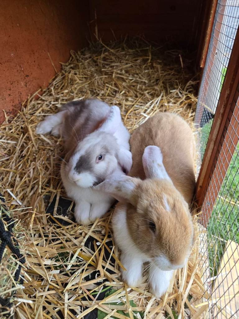 Giant continental X French lops 