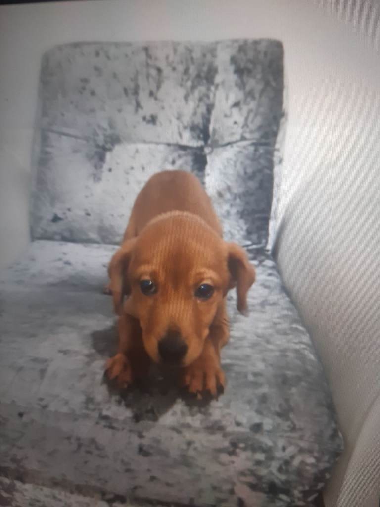 There beautiful little puppies ready to leave now