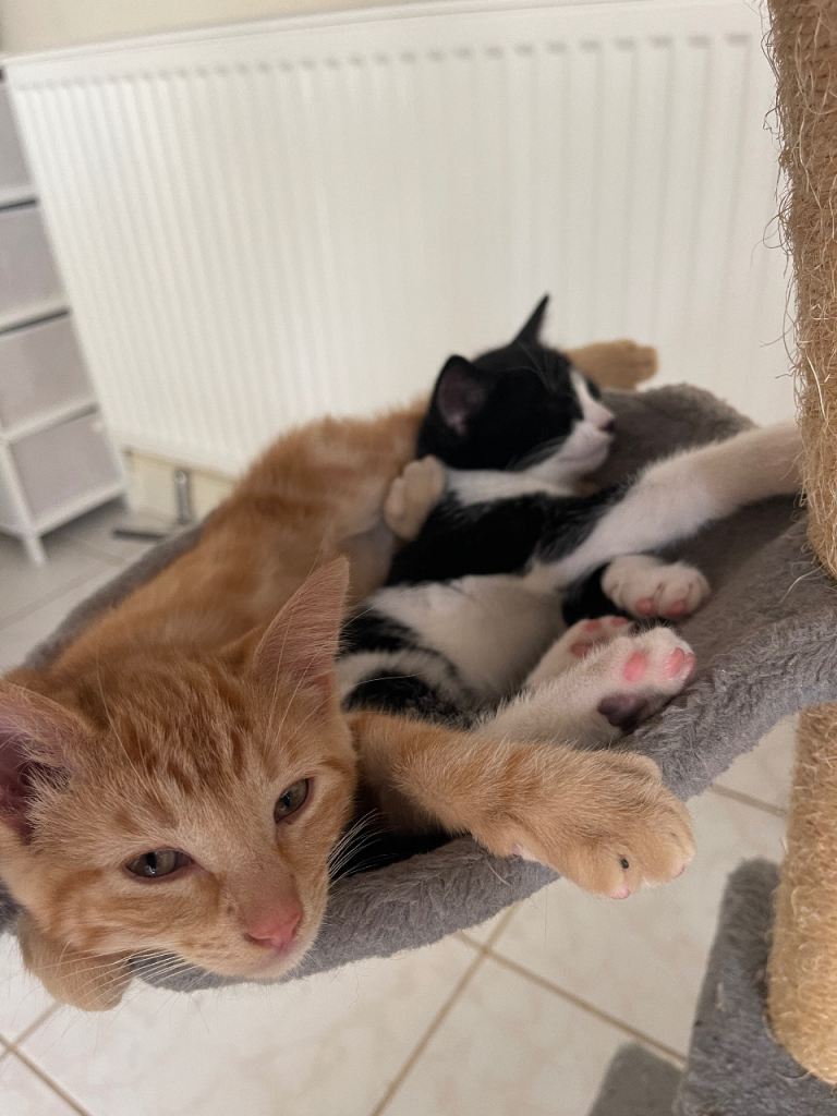     Kittens Looking for Loving Homes