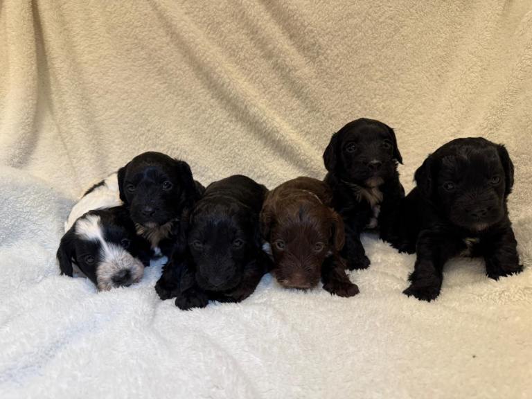 F1 Cockapoo Puppies looking for forever 🏡