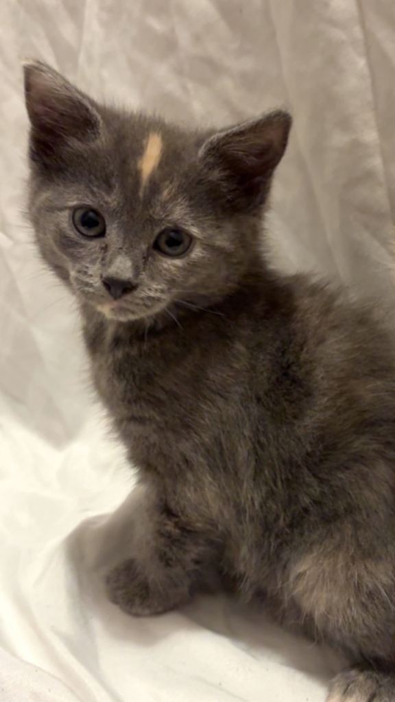 Maincoone cross persian kittens 