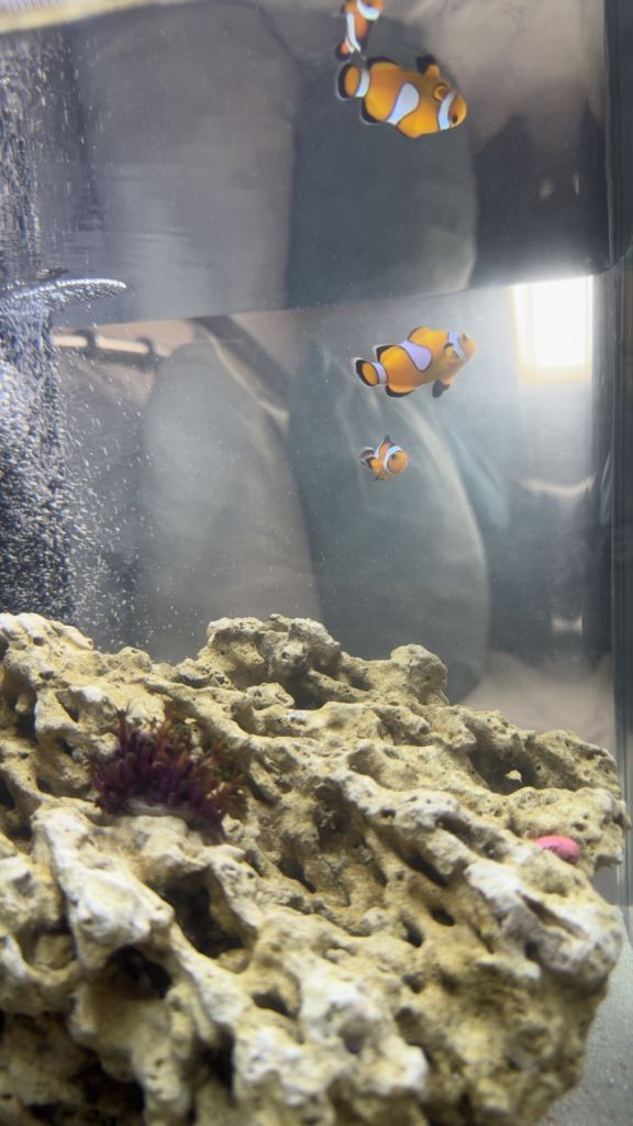 2 clownfish and 2 blue hermit crabs