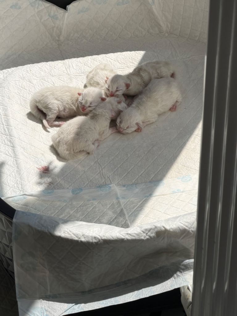 Blue face ragdolls kittens