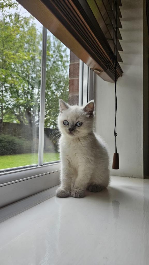Gorgeous British Shorthair Colourpoint Male Kitten
