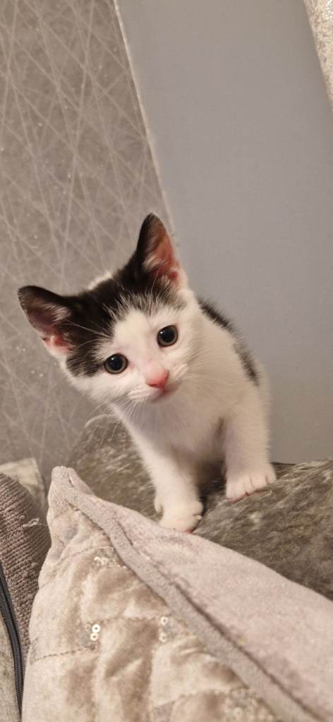 Kittens for forever homes