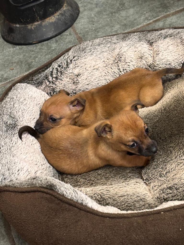 Miniature Jack russel pups 