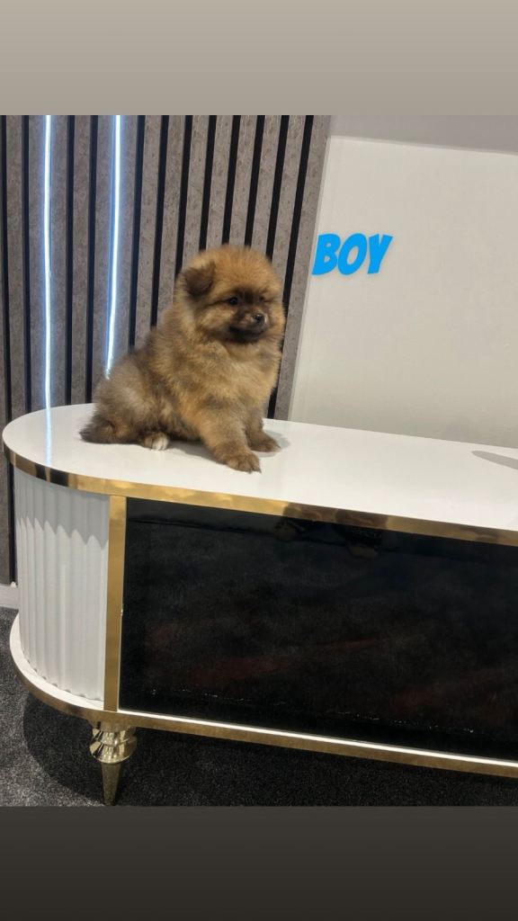  XXS POMERANIAN PUPPIES 