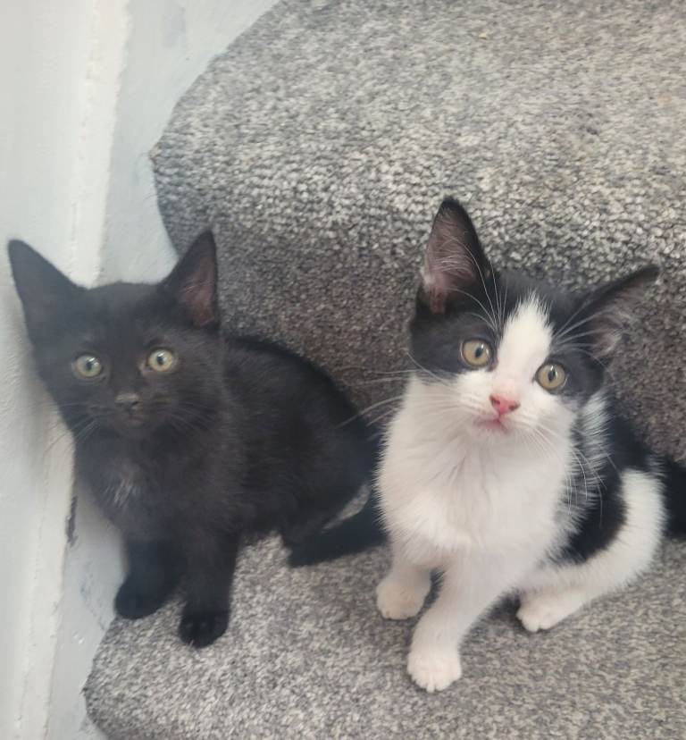 Responsible and experienced home for kittens 
